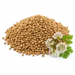 আস্ত ধনিয়া – Coriander Seeds