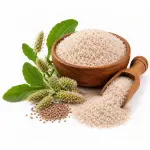 ইসবগুলের ভুষি – Psyllium Husk